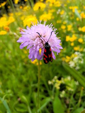 Naturnahe Gärten